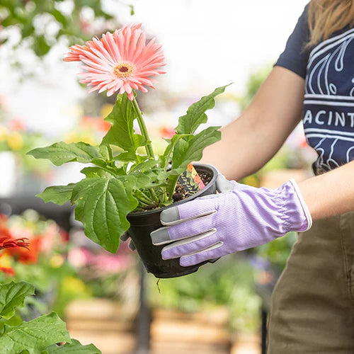Digz Planter Purple Gloves - Medium