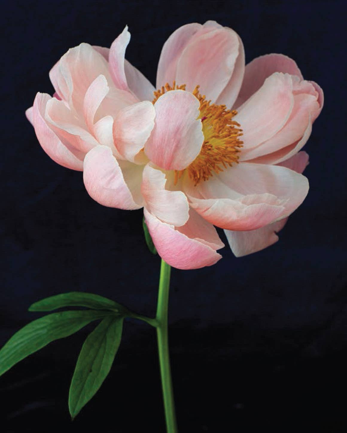 Pretty Peonies