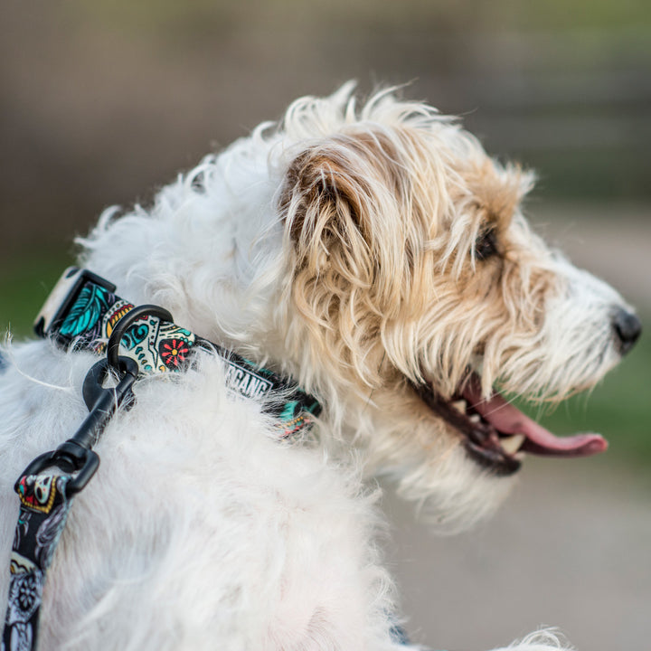 WOLFGANG LOS MUERTOS DOG COLLAR