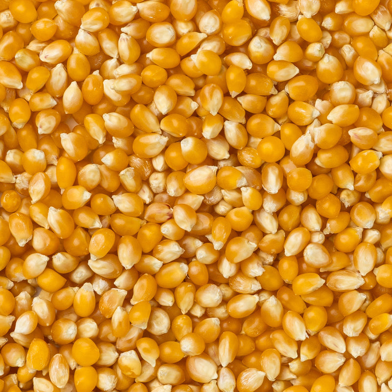 Amish Country Popcorn - Medium Yellow Popcorn