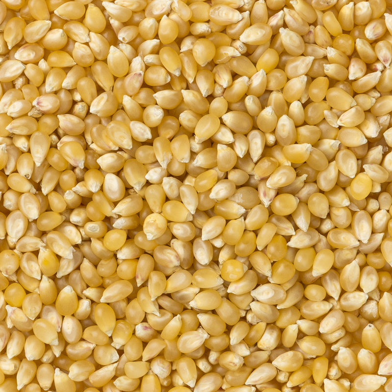 Amish Country Popcorn - Medium White Hulless Popcorn
